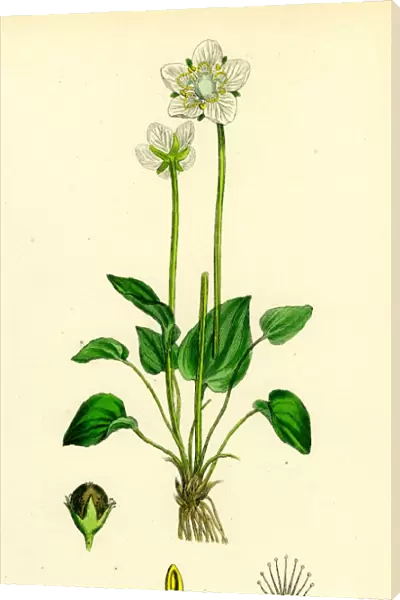 Parnassia palustris; Grass-of-Parnassus