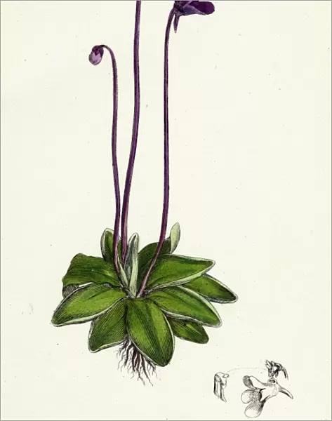 Pinguicula vulgaris; Common Butterwort