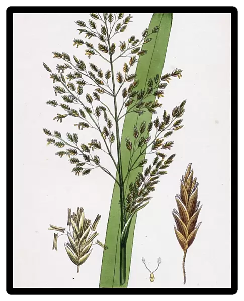 Glyceria aquatica; Reed Meadow-grass