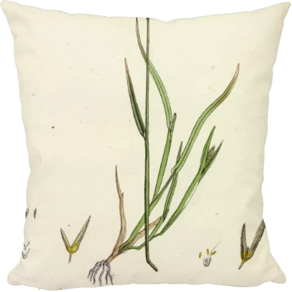 Gastridium lendigerum; Awned Nit-grass