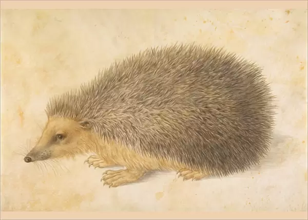 Hedgehog Erinaceus roumanicus 1584 Watercolor