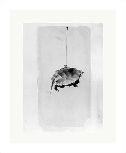 Tortoise Suspended String Edo period 1615-1868