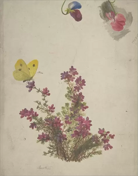 Heather Sweet Peas Butterfly 19th century Gouache