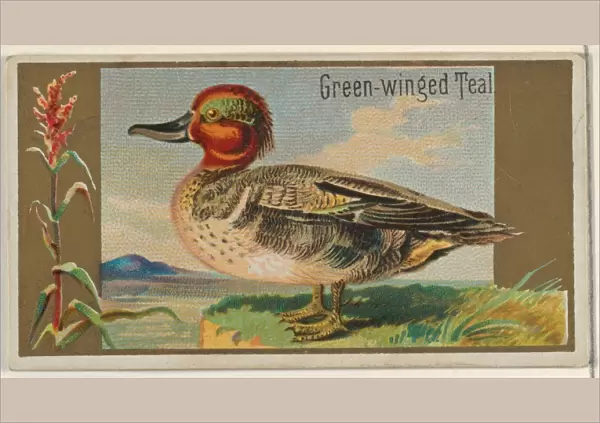 Green-winged Teal Game Birds series N13 Allen & Ginter Cigarettes Brands