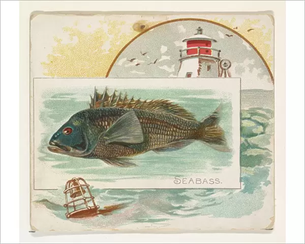 Sea Bass Fish American Waters series N39 Allen & Ginter Cigarettes