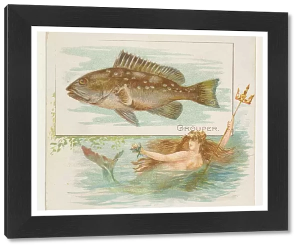 Grouper Fish American Waters series N39 Allen & Ginter Cigarettes