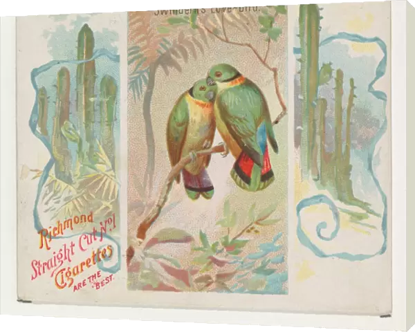 Swintern Love-bird Birds Tropics series N38 Allen & Ginter Cigarettes