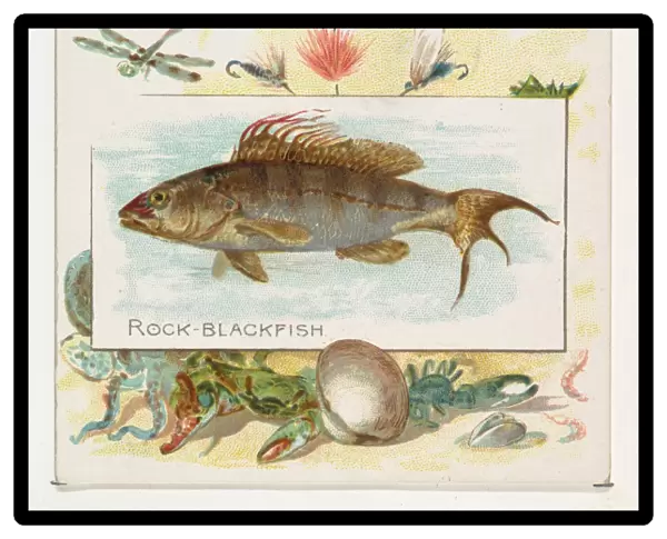 Rock Blackfish Fish American Waters series N39