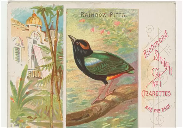 Rainbow Pitta Birds Tropics series N38 Allen & Ginter Cigarettes
