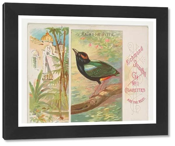 Rainbow Pitta Birds Tropics series N38 Allen & Ginter Cigarettes