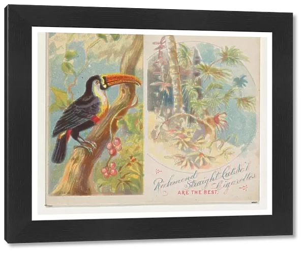 Toco Toucan Birds Tropics series N38 Allen & Ginter Cigarettes