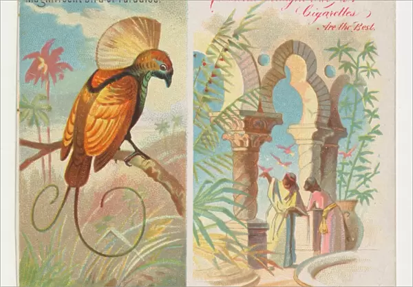 Magnificent Bird Paradise Birds Tropics series