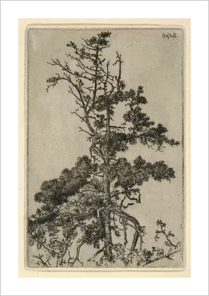 Drawings Prints, Print, Tree Top, Artist, Ernest Haskell, American, Woodstock, Connecticut