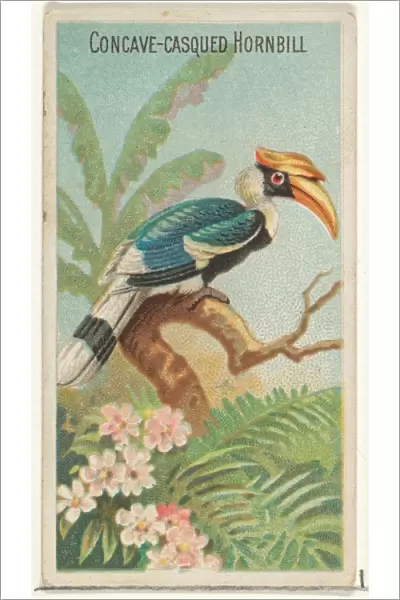 Concave-Casqued Hornbill Birds Tropics series