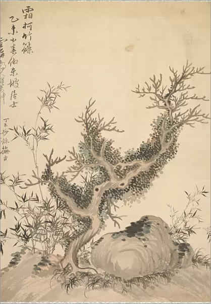 Frosted Branches Dwarf Bamboo 1847 Tsubaki Chinzan