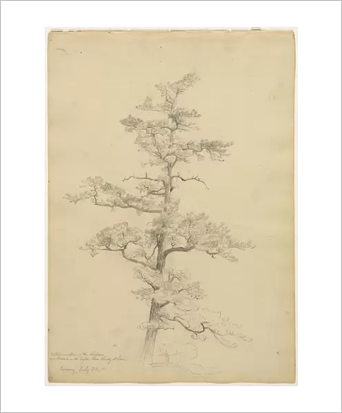 Pine Tree Conway New Hampshire recto 1851 David Johnson