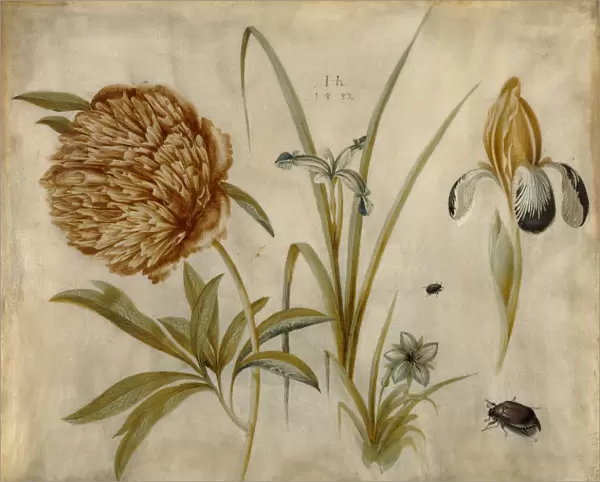 Flowers Beetles Hans Hoffmann German 1530 1591