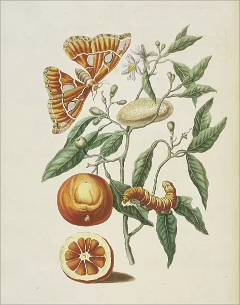 Branch sweet orange tree Citrus sinensis metamorphosis