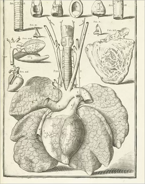 Lib IX. Tabula I IX Adriani Spigelii Bruxellensis
