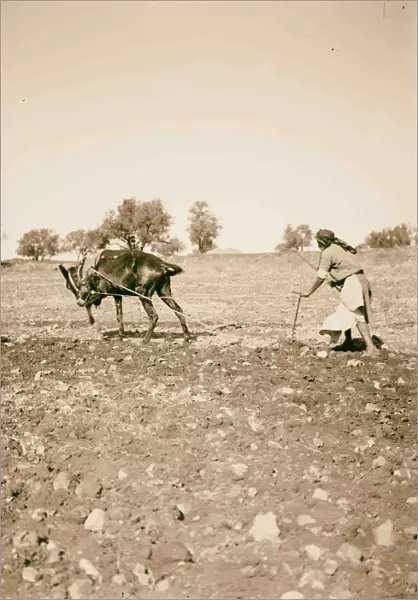 Plowing mule 1900 Middle East Israel Palestine