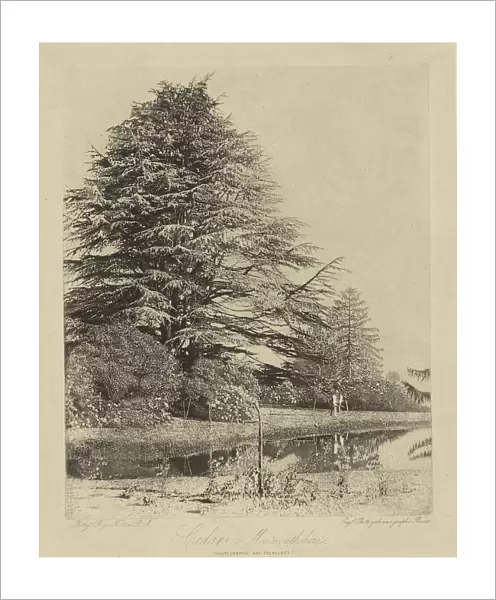 Cedars Monmouthshire Roger Fenton English 1819