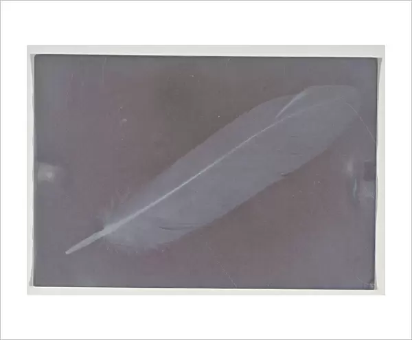 Feather 1850 Photogenic drawing 14. 4 x 9. 8 cm