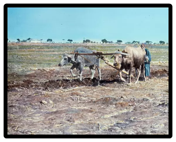 Agriculture Plowing buffalos Land Goshen 1950