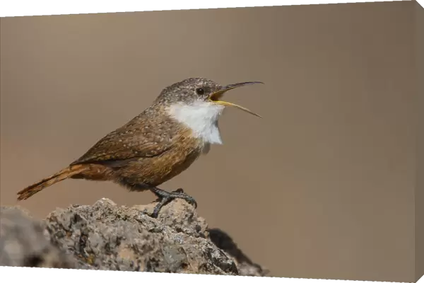 Canyon Wren, Catherpes mexicanus
