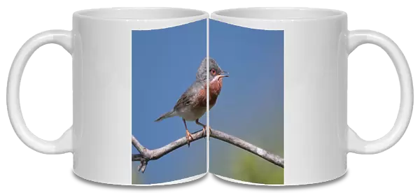 Singing male Subalpine Warbler, Sylvia cantillans