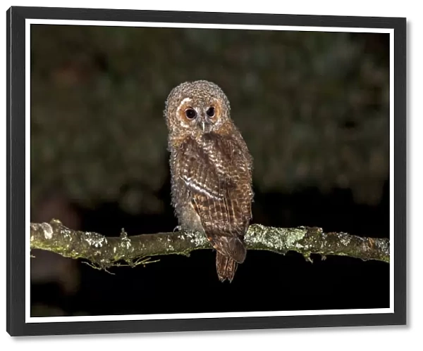 Tawny Owl, Strix aluco, England