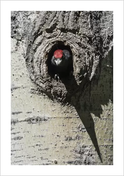 Adult Black Woodpecker sticking head out of its nest, Dryocopus martius, Italy