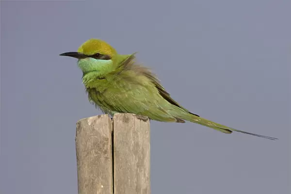 Little Green Bee-eater perched on a fence, Merops orientalis, Iran