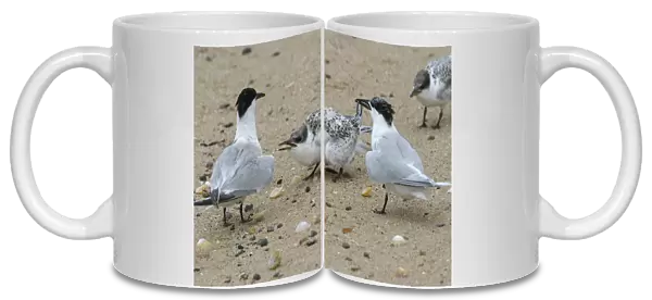 Sandwich Tern begging chick and adult with sandeel, Thalasseus sandvicensis