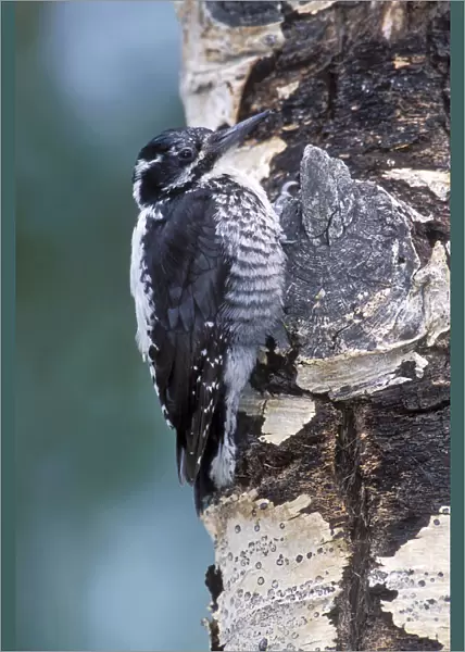 American Three-toed Woodpecker, Picoides dorsalis, United States