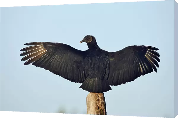 Black Vulture, Coragyps atratus, United States