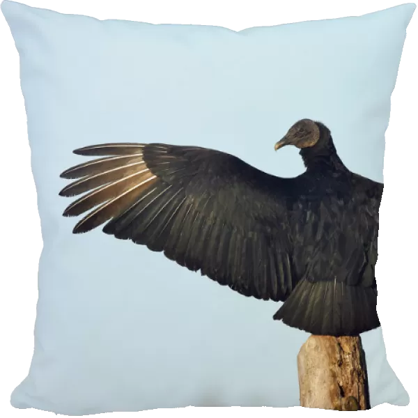 Black Vulture, Coragyps atratus, United States