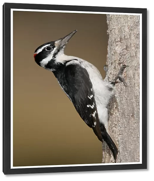 Hairy Woodpecker, Leuconotopicus villosus