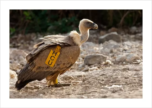Griffon Vulture with wingtag, Gyps fulvus