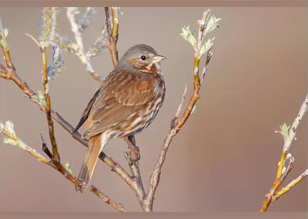 Red Fox Sparrow in willow, Passerella iliaca
