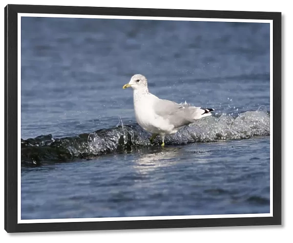 Mew Gull in the surf, Larus canus