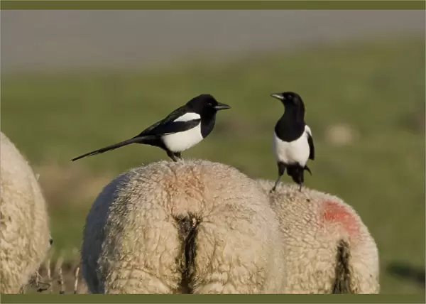 Eurasian Magpie two birds at sheep, Pica pica, Netherlands