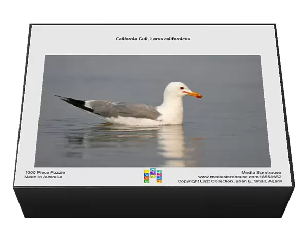 California Gull, Larus californicus