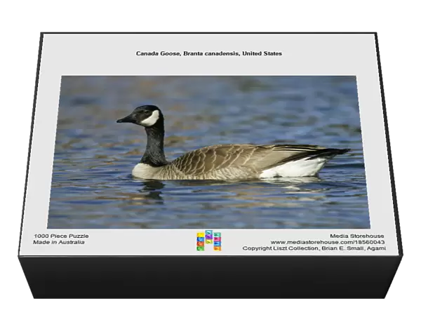 Canada Goose, Branta canadensis, United States