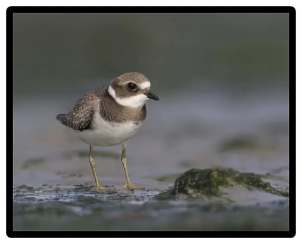 Little Ringed Plover perched, Charadrius dubius, Netherlands