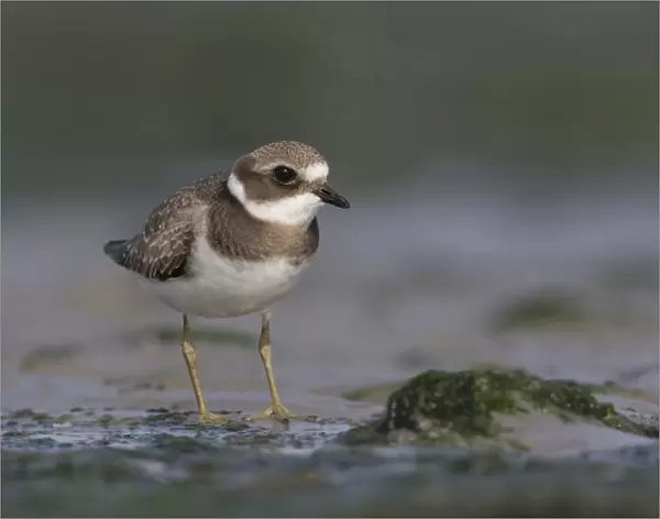 Little Ringed Plover perched, Charadrius dubius, Netherlands