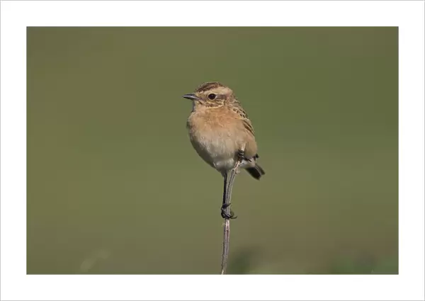 Whinchat immature perched, Saxicola rubetra