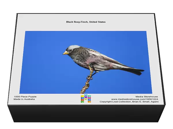 Black Rosy-Finch, United States