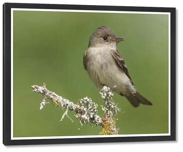 Eastern Wood-Pewee on perch