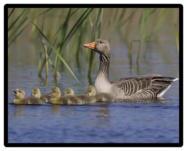 Greylag Goose with young, Anser anser, Netherlands