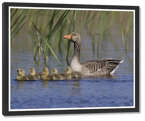 Greylag Goose with young, Anser anser, Netherlands